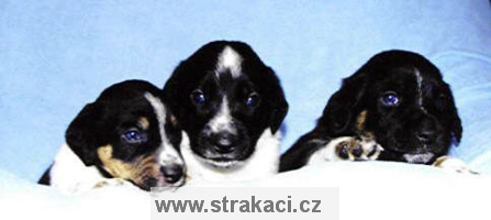 A Chneska