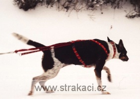 chneskanet 008