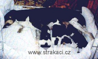908_stenata 908_stenata