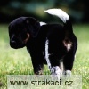 380_1_Alois Chneska 380_1_Alois Chneska