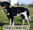 380_3_Alois Chneska 380_3_Alois Chneska