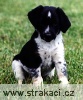 381_3_Ambrož Chneska 381_3_Ambrož Chneska
