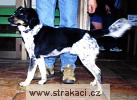 381_8_Ambroz Chneska 381_8_Ambroz Chneska