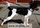 382_3_Antonín Chneska 382_3_Antonín Chneska
