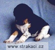 383_1_Anicka Chneska 383_1_Anicka Chneska