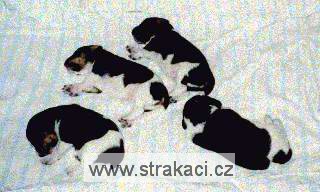 907_stenata 907_stenata