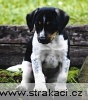 antonin1 antonin1