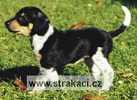 450_Bertík Chneska 450_Bertík Chneska