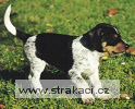 451_1_Bivoj Chneska 451_1_Bivoj Chneska