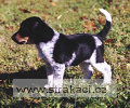453_Bedřiška Chneska 453_Bedřiška Chneska