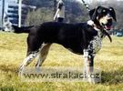 453_bedriskachn 453_bedriskachn