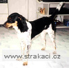 454_2_Beruška 454_2_Beruška