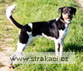 454_4_Beruška Chneska 454_4_Beruška Chneska
