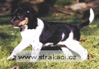 454_Beruška Chneska 454_Beruška Chneska