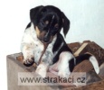 bedriska1 bedriska1
