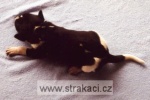 brouček brouček