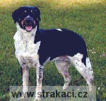 296_3_arnykatab