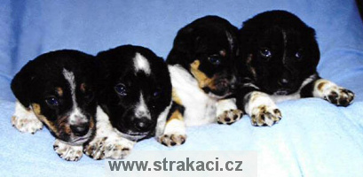 A1 Chneska
