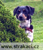 arny1