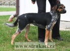 1027_cikorkass.jpg