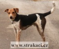 1040_borikz.jpg