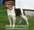 1106_delazt.jpg