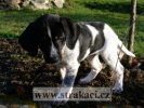 1160_coxsk.jpg