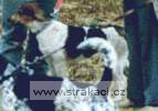 278_amalkalib.jpg