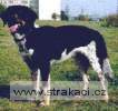 380_aloischn.jpg
