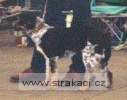 414_halinatab.jpg