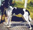 531_eliskaani.jpg