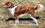 573_fidoani.jpg