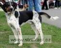 590_aragornzd.jpg