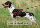 594_golfani.jpg