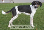 950_luskzc.jpg