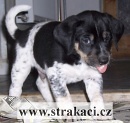 1019 Bratko