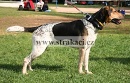 1033 Arinka