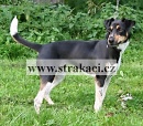 1038 Nast�nka