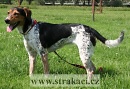1068 Dorina