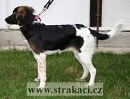 1079 Armera