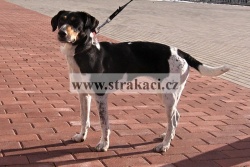 1141 Rolni�ka
