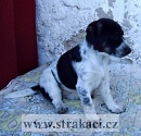1167 Stella
