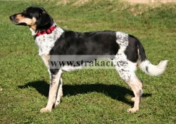 1193 Eska