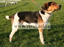 1194 Aaron