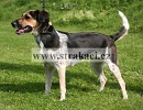 1198 Arabela Marie
