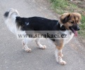 1199 Arinka