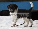 1339 Frajer