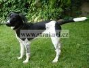 1341 Angre�t