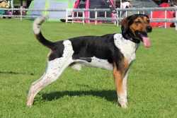 1478 Alby