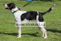 1511 Alaia N�dhern�